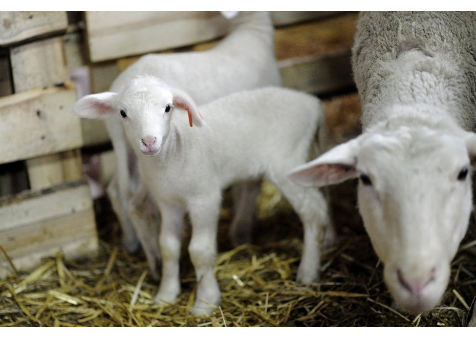 Chovatelia oviec ponúkajú jahňatá na predaj